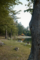 summer landscape, lake in the mountains, water surface, fallen trees, coniferous forest and the first snow, mountains on the background