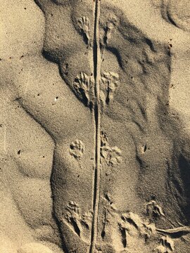 Springmaus Sandspuren