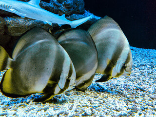 fish in aquarium