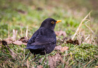 Common blackbird close up shot
