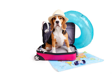A beagle dog in a straw hat sits in a suitcase with things and accessories for summer holidays on a...