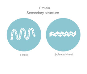 The secondary structure : alpha-helix and beta-pleated sheet of protein molecule that showing in blue and white concept.