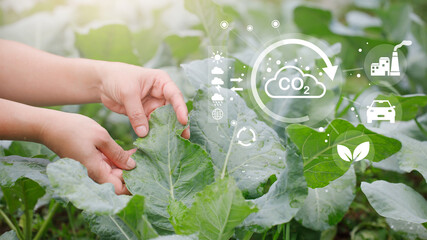 Grow vegetables The concept of organic vegetables and environmental consciousness.