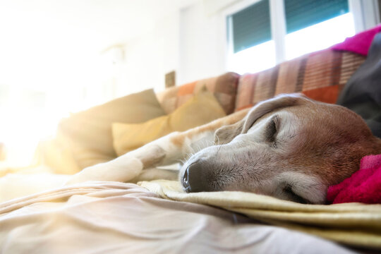 Old beagle dog sleeping on the couch after a surgical operation