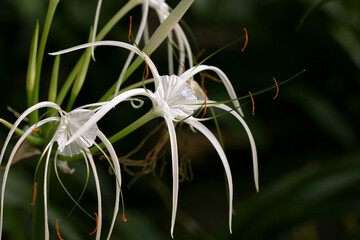 Tropical flower Hymenocallis in natural conditions