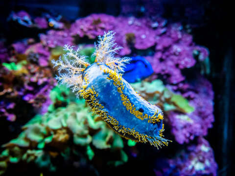 Sea apple (Pseudocolochirus violaceus) eating from the fish tank glass with blurred background