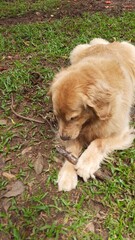 Fototapeta premium Golden Retriever 