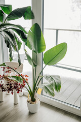 Strelicja Biała hodowana w domku podczas zimy © rozentuzjazmowany