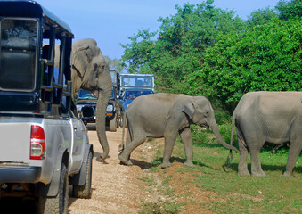 Wild Elephants In Yala National Park.  Yala Is The Most Visited And Second Largest National Park In Sri Lanka. © Saman Weeratunga