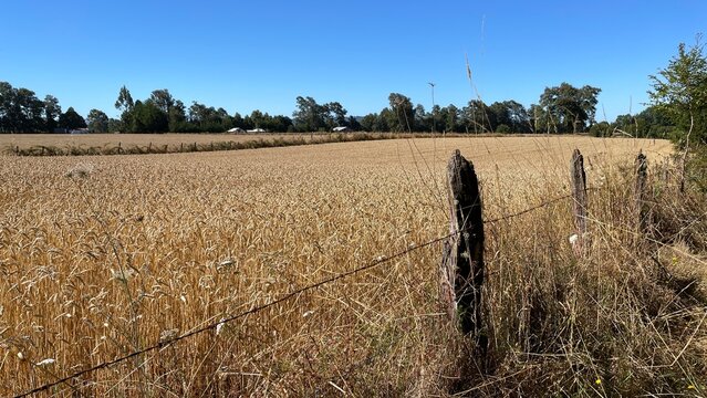Trigal en la regi&oacute;n de la Araucan&iacute;a, Chile. Ciudad Teodoro Schmidt