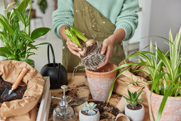 Cropped image of unknown female botanist in casual clothes going to transplant bulb plant with roots takes soil from paper bag uses gardening tools stands neat table surrounded by pots and houseplants