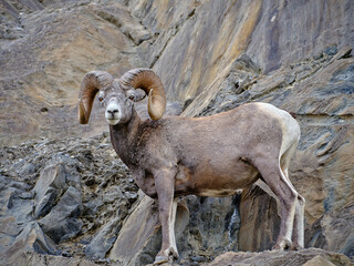 Full Adult male Ram sheep walking on a rocky ledge on the side of a cliff in the Canadian Rockies