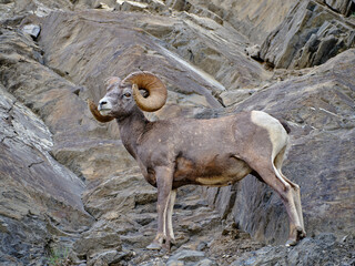 Full Adult male Ram sheep walking on a rocky ledge on the side of a cliff in the Canadian Rockies