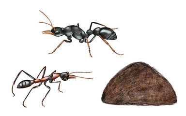 Hand drawn watercolor australian animals. Australian ants illustration isolated on white background