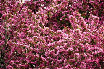 Obraz premium Cherry blossoms season beautiful flowers.