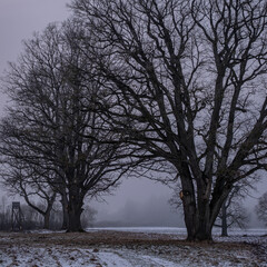 winter landscape with wide majestic old oak trees in field. Misty winter evening light.