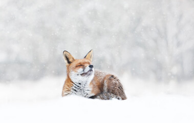 Close-up of a Red fox enjoying falling snow in winter