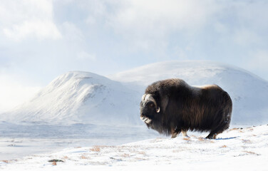Close up of a Musk Ox in Dovrefjell mountains in winter - obrazy, fototapety, plakaty