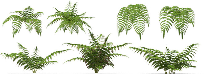 fern plant hq arch viz cutout