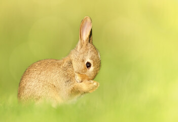 Close up of a cute little rabbit in spring