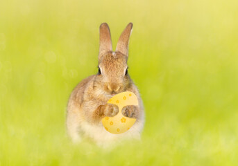 Close up of a cute little rabbit holding an Easter egg