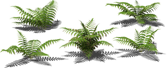 fern plant hq arch viz cutout © Mathias Weil