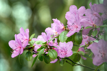 Spring day. Pink flowers of apple tree.