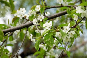 Blossoms on an apple tree. Flowering fruit tree in early spring on a sunny day.