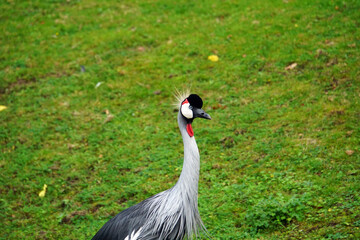 grey crowned crane