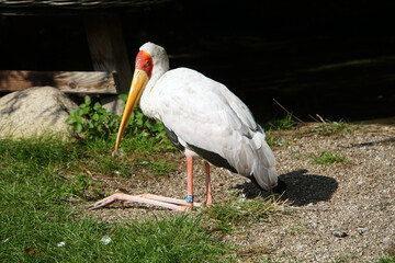 yellow billed stork