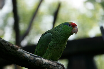 red and green parrot