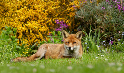 Close up of a red fox lying on green grass against colorful background in summer