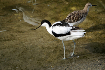 pied avocet