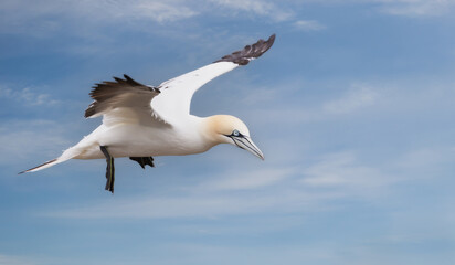 Fototapeta na wymiar Northern gannet in flight against blue sky