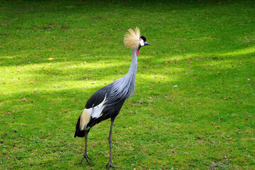 grey crowned crane