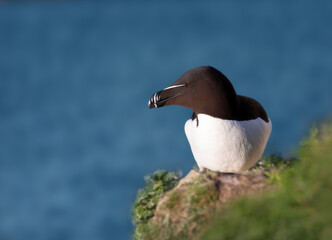 Close up of a Razorbill nesting on a cliff