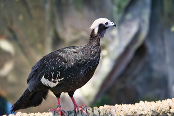 blue throated piping guan