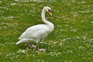 swan on the grass