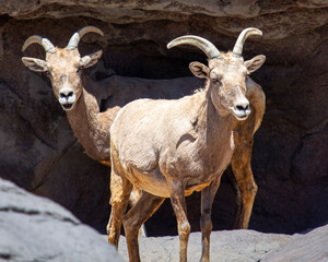 Naklejka na ściany i meble mountain goat in the Arizona Desert