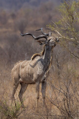 Kudu,  Kruger National Park, South Africa
