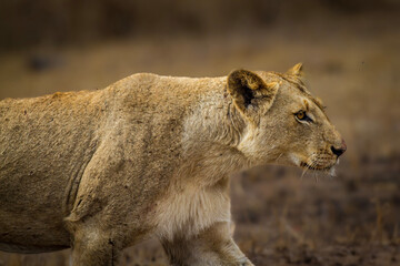 lioness,