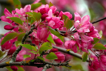 Cherry blossoms season beautiful flowers.