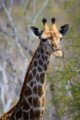 portrait of a giraffe, Kruger National Park, South Afrca