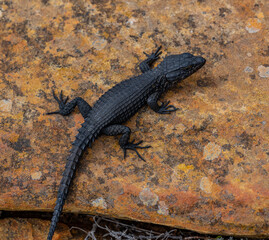 Lizard on a rock on Table Mountain Cape Town South Africa