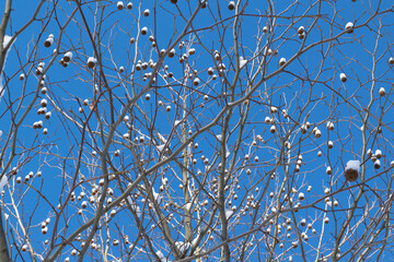 Platanus in winter park