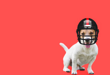 Dog wearing American football black helmet with red stripe on solid color background
