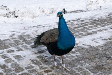 Fototapeta premium peacock in winter park