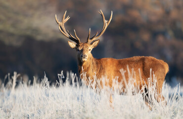 Close up of a Red deer stag in winter