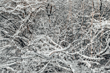 snow on the tree