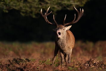 Red deer calling during the rut in autumn